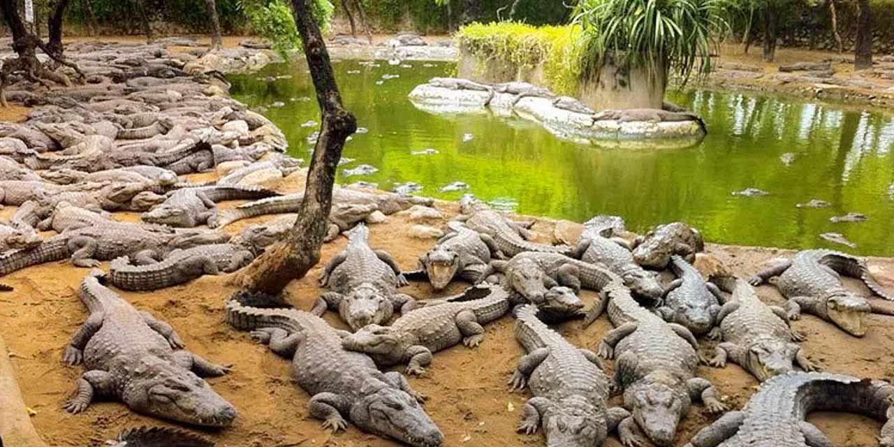 Crocodile Bank, Chennai Tourist Attraction